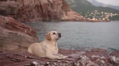 Deniz kenarındaki bir taşın üzerindeki köpek. Doğada Fawn Labrador Retriever. Bir evcil hayvanla seyahat ve tatil.