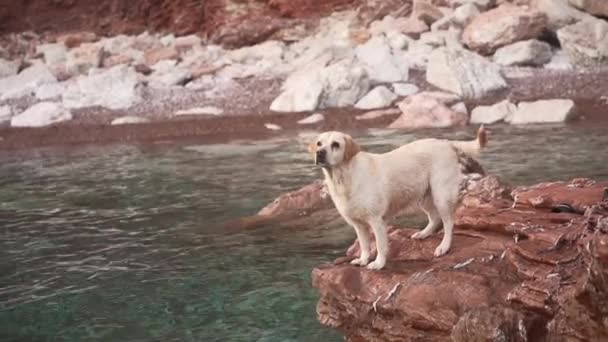 海のそばの石の上の犬 自然の中で好きなラブラドールの検索 ペットと一緒に旅行や休暇 — ストック動画