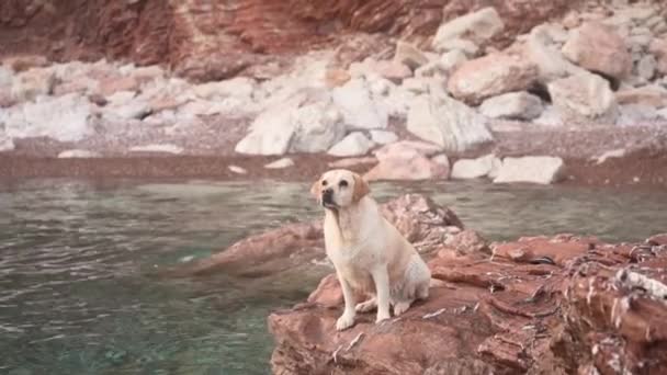 Perro Una Piedra Junto Mar Fawn Labrador Retriever Naturaleza Viajar — Vídeo de stock