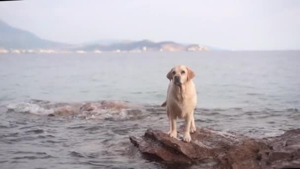 Cão Uma Pedra Pelo Mar Fawn Labrador Retriever Nature Viajando — Vídeo de Stock