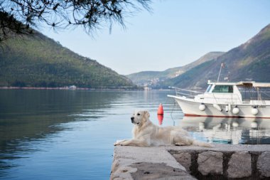 Köpek, dağların ve binanın zeminine karşı setin üzerinde duruyordu. Golden Retriever deniz kenarında. Şehirde evcil hayvan