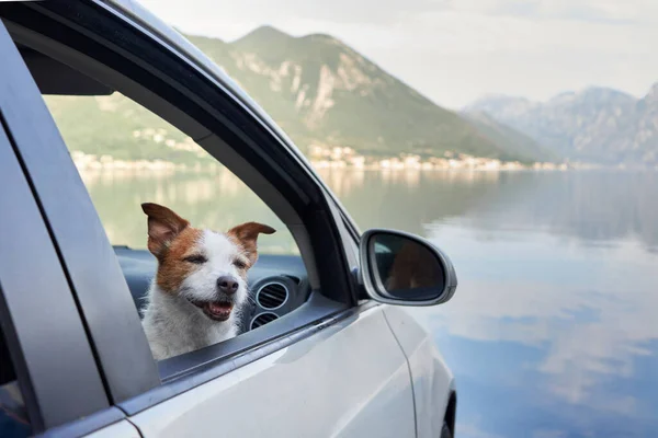 dog in the car. Funny jack russell terrier on the background of mountains. Transportation of a pet