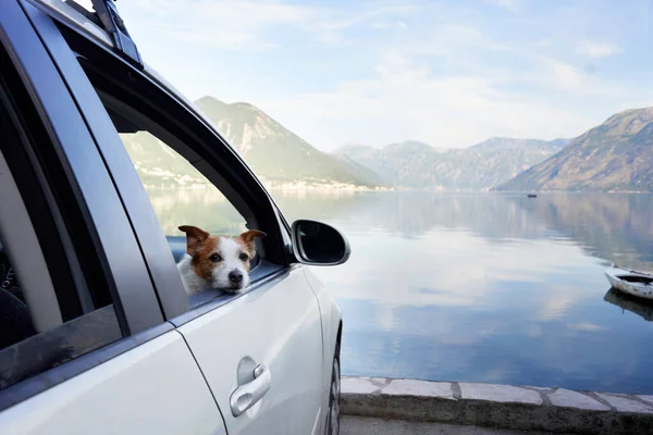 Pies Samochodzie Zabawny Jack Russell Terier Tle Gór Transport Zwierzęcia — Zdjęcie stockowe