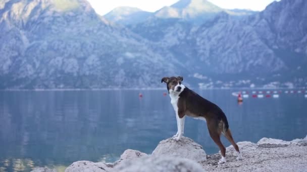 海や山を背景に堤防の上を犬が移動します ペットと一緒に休日 — ストック動画