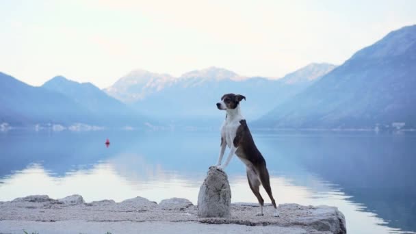 Cestovní Pes Nábřeží Pozadí Moře Hor Dovolená Domácím Mazlíčkem — Stock video