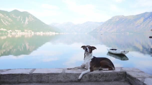 Reisehund Auf Dem Damm Vor Der Kulisse Des Meeres Und — Stockvideo