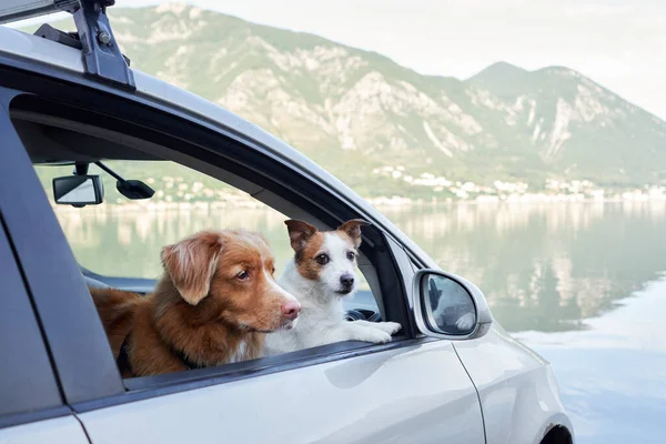 Dwa Psy Samochodzie Zabawny Jack Russell Terrier Nova Scotia Kaczka — Zdjęcie stockowe