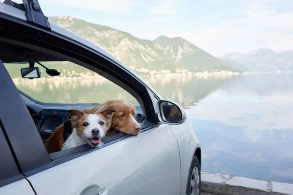 Zwei Hunde Auto Lustige Jack Russell Terrier Und Nova Scotia — Stockfoto