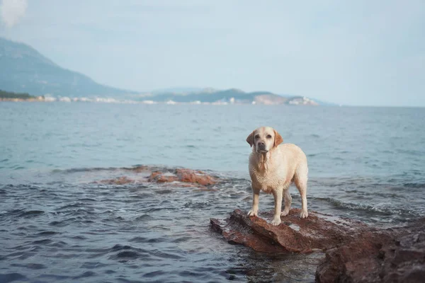 Perro Está Pie Sobre Una Piedra Junto Mar Fawn Labrador — Foto de Stock