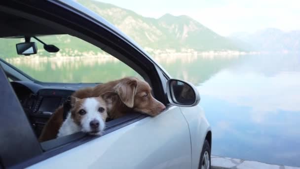 Zwei Hunde Auto Lustige Jack Russell Terrier Und Nova Scotia — Stockvideo