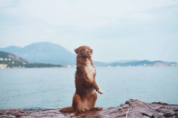 Собака Стоїть Камені Біля Моря Нова Шотландія Качка Збиває Ретривер — стокове фото