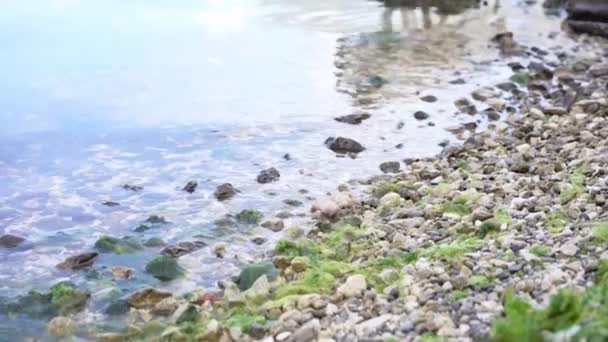 Две Собаки Камне Фоне Гор Моря Лабрадор Ретривер Воды Животное — стоковое видео