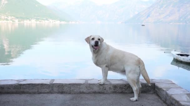 Perro Terraplén Para Mueve Cola Labrador Retriever Cerca Del Agua — Vídeos de Stock