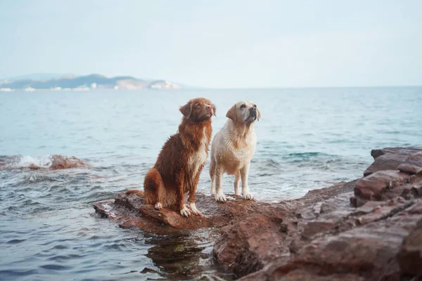 Dos Perros Paran Una Piedra Junto Mar Nova Scotia Pato —  Fotos de Stock