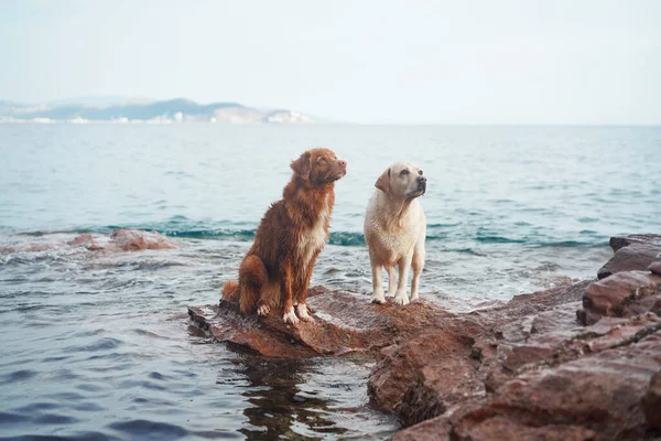 Два Собаки Стоять Камені Біля Моря Нова Шотландія Ретривер Качки — стокове фото