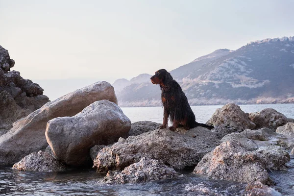 Собака Море Камне Гордон Сеттер Природе Путешествие Домашним Животным Природе — стоковое фото