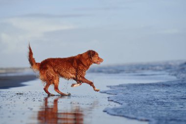Kırmızı köpek sahil boyunca koşar. Nova Scotia ördeği denizde av köpeği çalıyor.