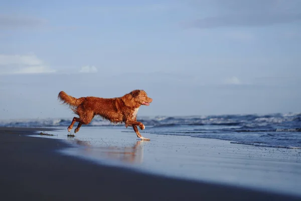 Cane Rosso Corre Lungo Spiaggia Nuova Scozia Anatra Tolling Retriever — Foto Stock