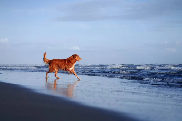 Red Dog Runs Beach Nova Scotia Duck Tolling Retriever Sea — Stock Photo, Image