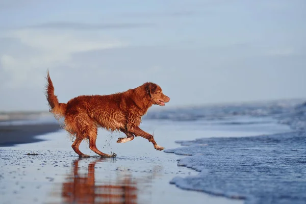 Red Dog Runs Beach Nova Scotia Duck Tolling Retriever Sea — Stock Photo, Image