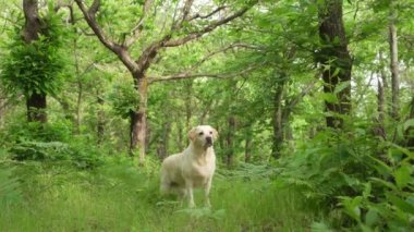 Yeşil ormandaki köpek. Mutlu Labrador Retriever doğası. Evcil hayvan.