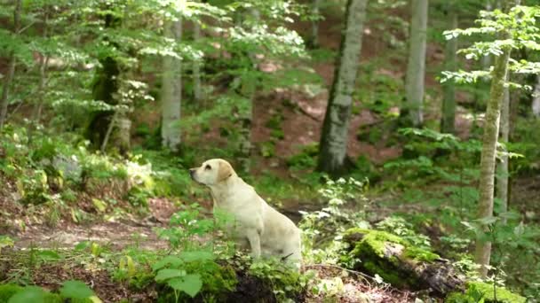 Perro Bosque Verde Feliz Labrador Retriever Naturaleza Mascota Paseo — Vídeos de Stock