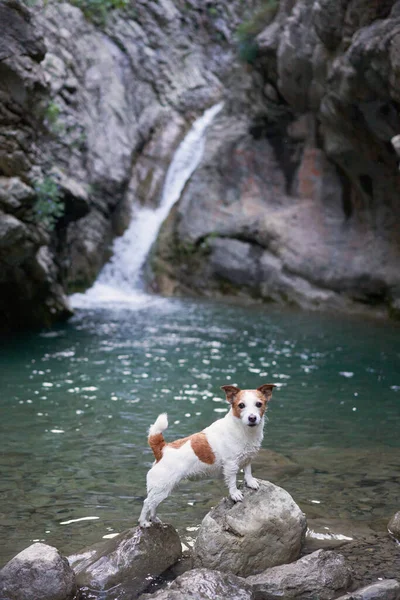dog at the waterfall. Funny jack russell terrier in nature. A pet near the water stands on a stone