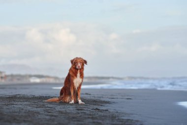 Kırmızı köpek sahilde oturur. Nova Scotia ördeği denizde av köpeği çalıyor. 