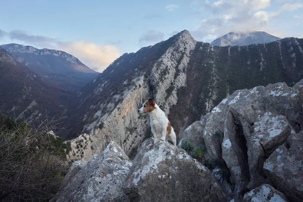 Hund Bjergene Modige Jack Russell Terrier Står Klippe Rejsedyr Vandreture - Stock-foto