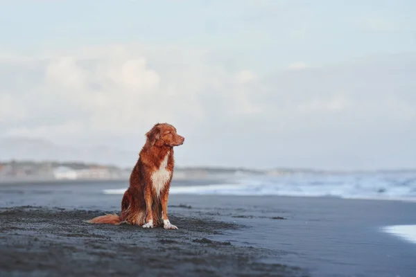 Kırmızı Köpek Sahilde Oturur Nova Scotia Ördeği Denizde Köpeği Çalıyor — Stok fotoğraf