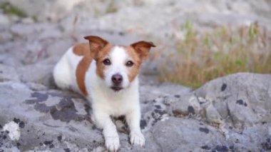 Şelaledeki köpek. Komik Jack Russell Terrier doğada. Bir taşın üzerinde suyun yanında bir hayvan.