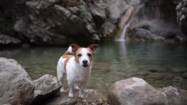 Cane Alla Cascata Divertente Jack Russell Terrier Natura Animale Domestico — Video Stock