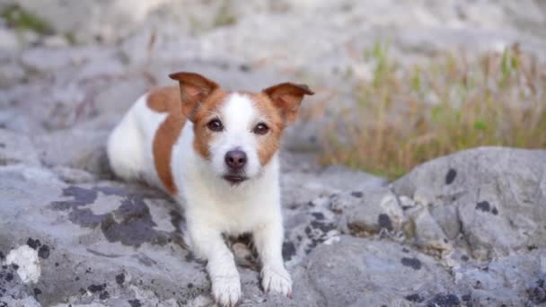 Kutya Vízesésnél Vicces Jack Russell Terrier Természetben Egy Kisállat Víz — Stock videók