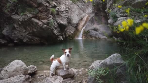 Pes Vodopádu Vtipný Jack Russell Teriér Přírodě Mazlíček Vody Kameni — Stock video