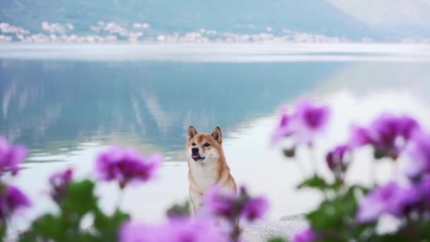 Hond Bij Bloemen Zee Shiba Inu Bij Het Blauwe Water — Stockvideo