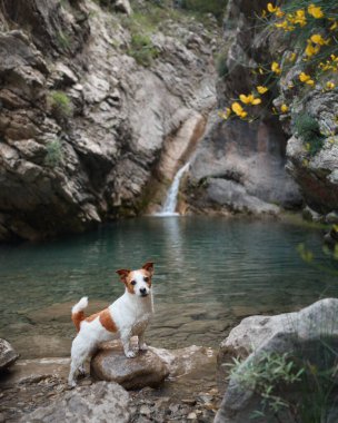 Şelaledeki köpek. Komik Jack Russell Terrier doğada. Suya yakın bir hayvan bir taşın üzerinde duruyor.