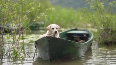 Köpek teknede. Fawn Labrador Gölde Avcı Köpeği 