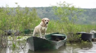 Köpek teknede. Fawn Labrador Gölde Avcı Köpeği 