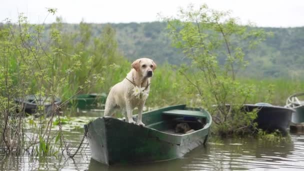 Σκύλος Στη Βάρκα Fawn Λαμπραντόρ Retriever Στη Φύση Στη Λίμνη — Αρχείο Βίντεο