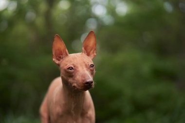 Yeşil ormandaki tüysüz köpek portresi. Amerikan Kılsız Teriyeri, doğada.. 