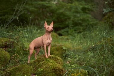 Yeşil ormandaki tüysüz köpek portresi. Amerikan Kılsız Teriyeri, doğada.. 