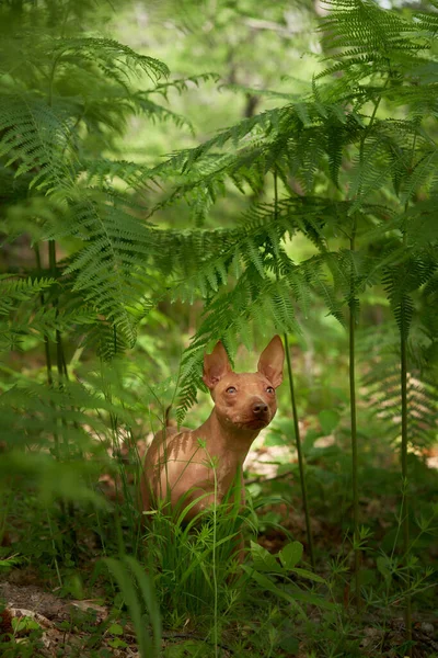 Retrato Perro Sin Pelo Bosque Verde Helecho American Hairless Terrier — Foto de Stock
