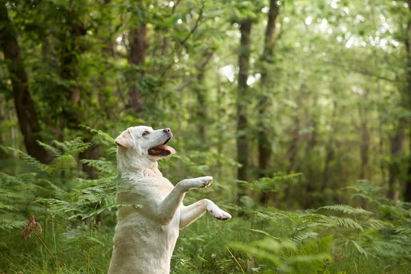 Portrait Labrador Fauve Récupérateur Dans Forêt Fougère Chien Tient Sur — Photo
