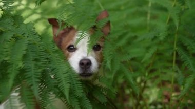 Dog in the forest. Funny Jack Russell Terrier peeking out from behind a fern, walking with pet in nature 