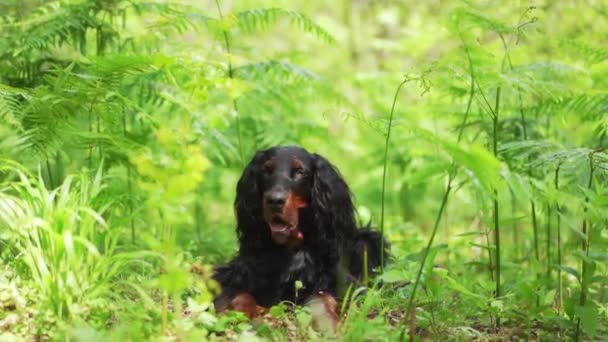 森林里的黑狗绿树成荫戈登在夏天坐在户外 和宠物一起散步 — 图库视频影像