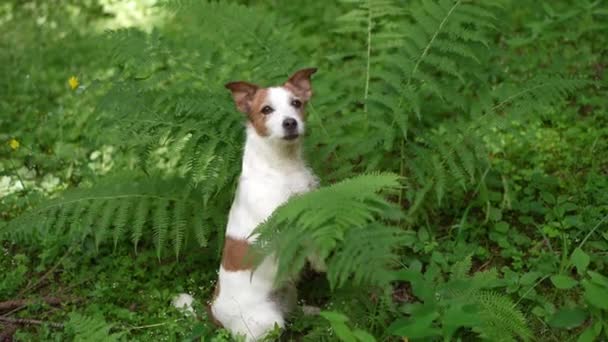 Dog Forest Funny Jack Russell Terrier Peeking Out Fern Walking — Vídeo de Stock