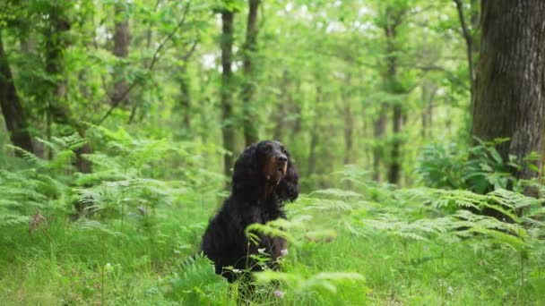 森林里的黑狗绿树成荫戈登在夏天坐在户外 和宠物一起散步 — 图库视频影像