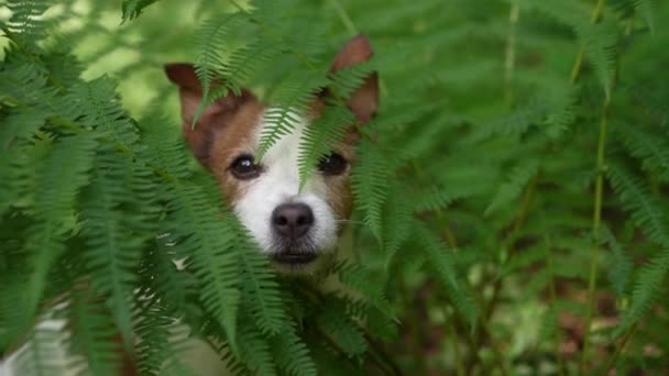 Dog Forest Funny Jack Russell Terrier Peeking Out Fern Walking — Stockvideo
