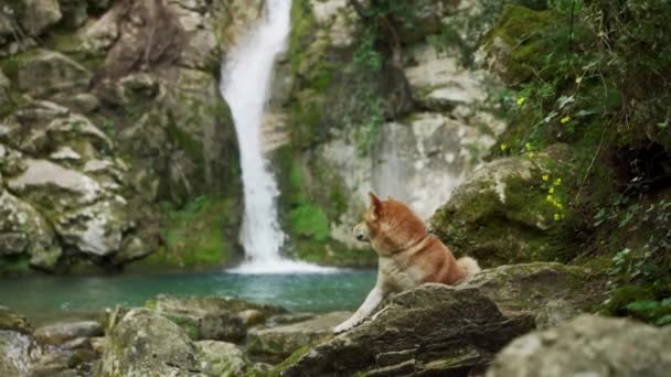 Perro Cascada Shiba Inu Naturaleza Viajes Senderismo Con Una Mascota — Vídeo de stock