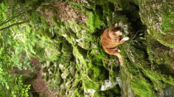 Toller Dog Vodopádu Nova Scotia Kachna Mýtný Retrívr Přírodě Cestování — Stock video